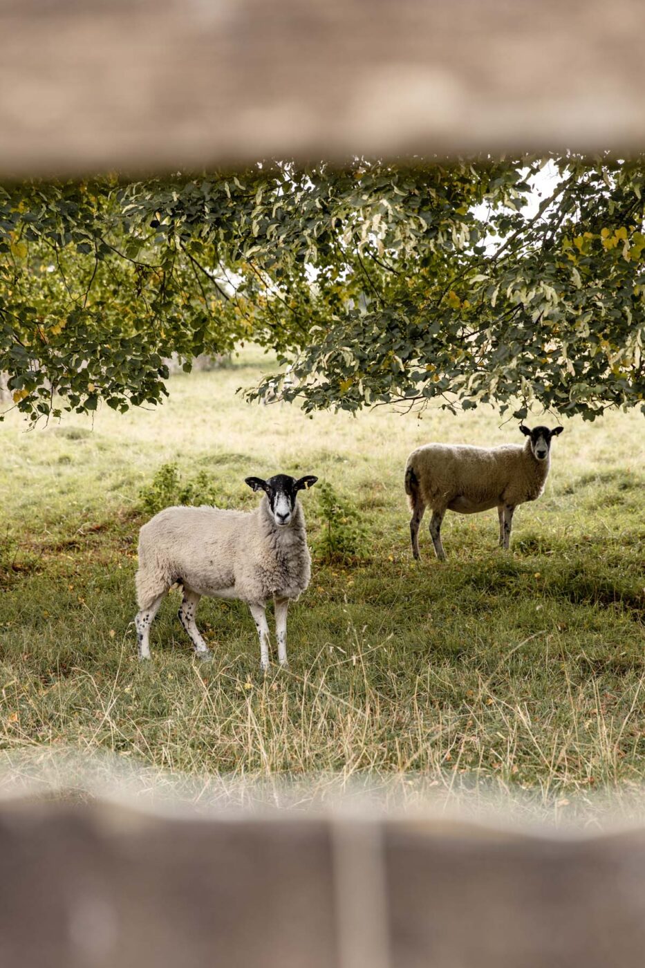 Sheep in a field