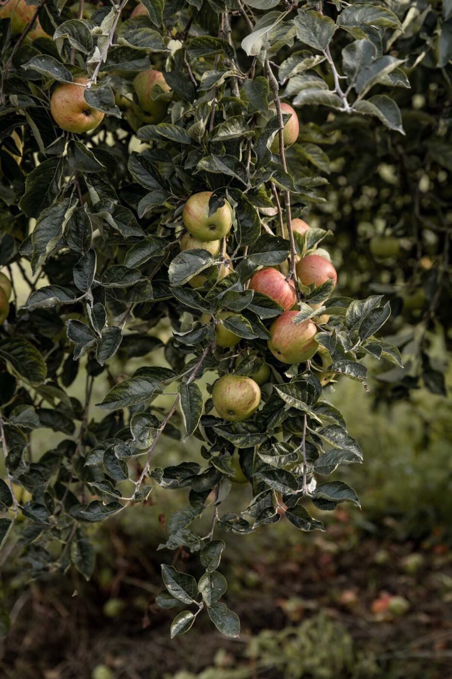 apple tree