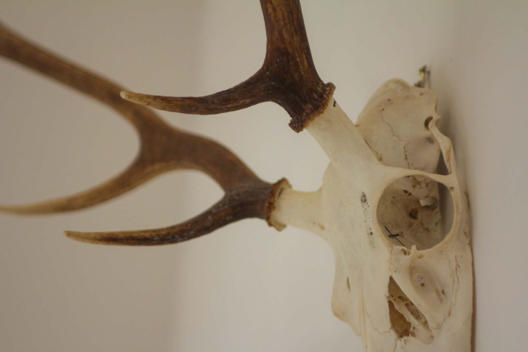 Antlers on the wall