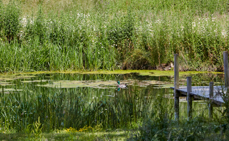pond with duck