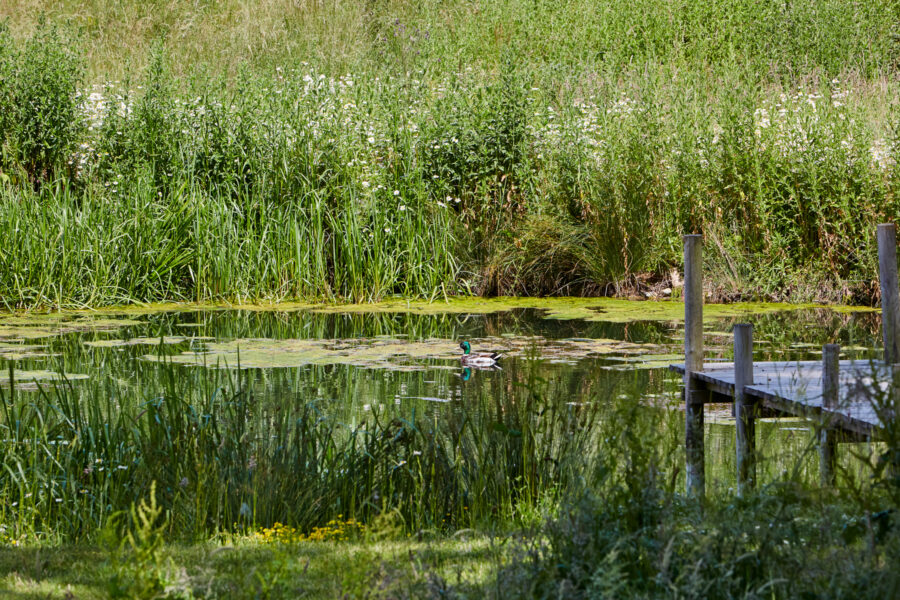 pond with duck