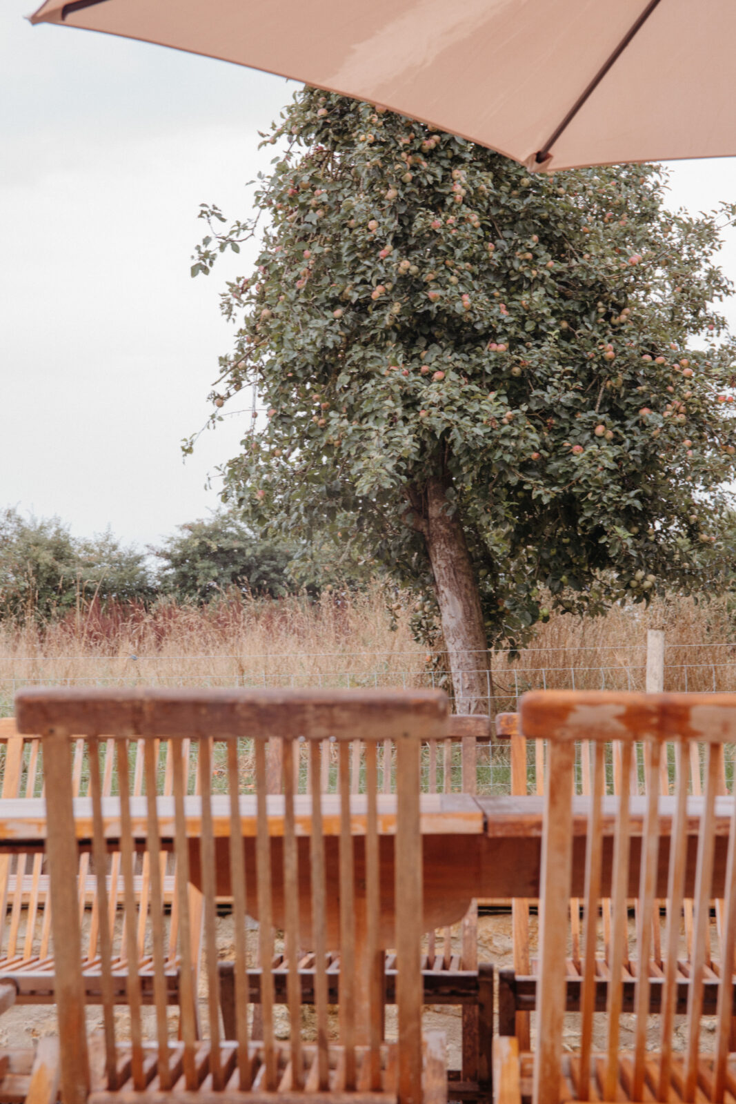Wooden dining chairs by a field with a large leafy tree