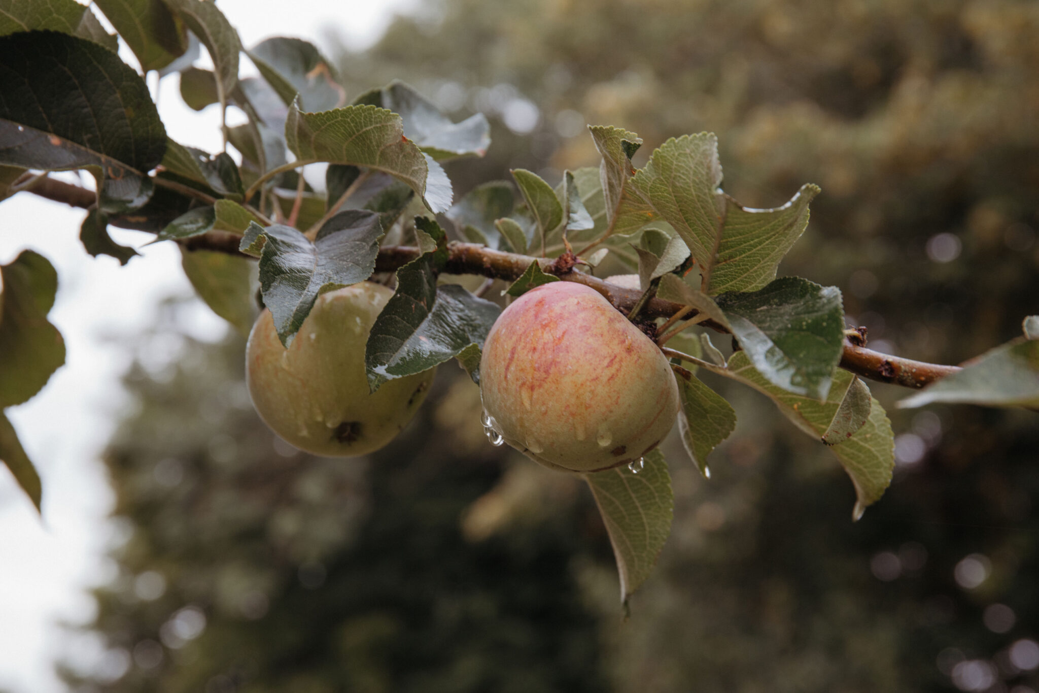 Rainwater on an apple tree
