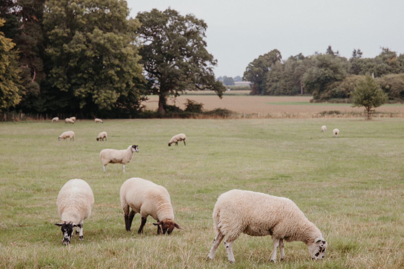 Sheep in a field