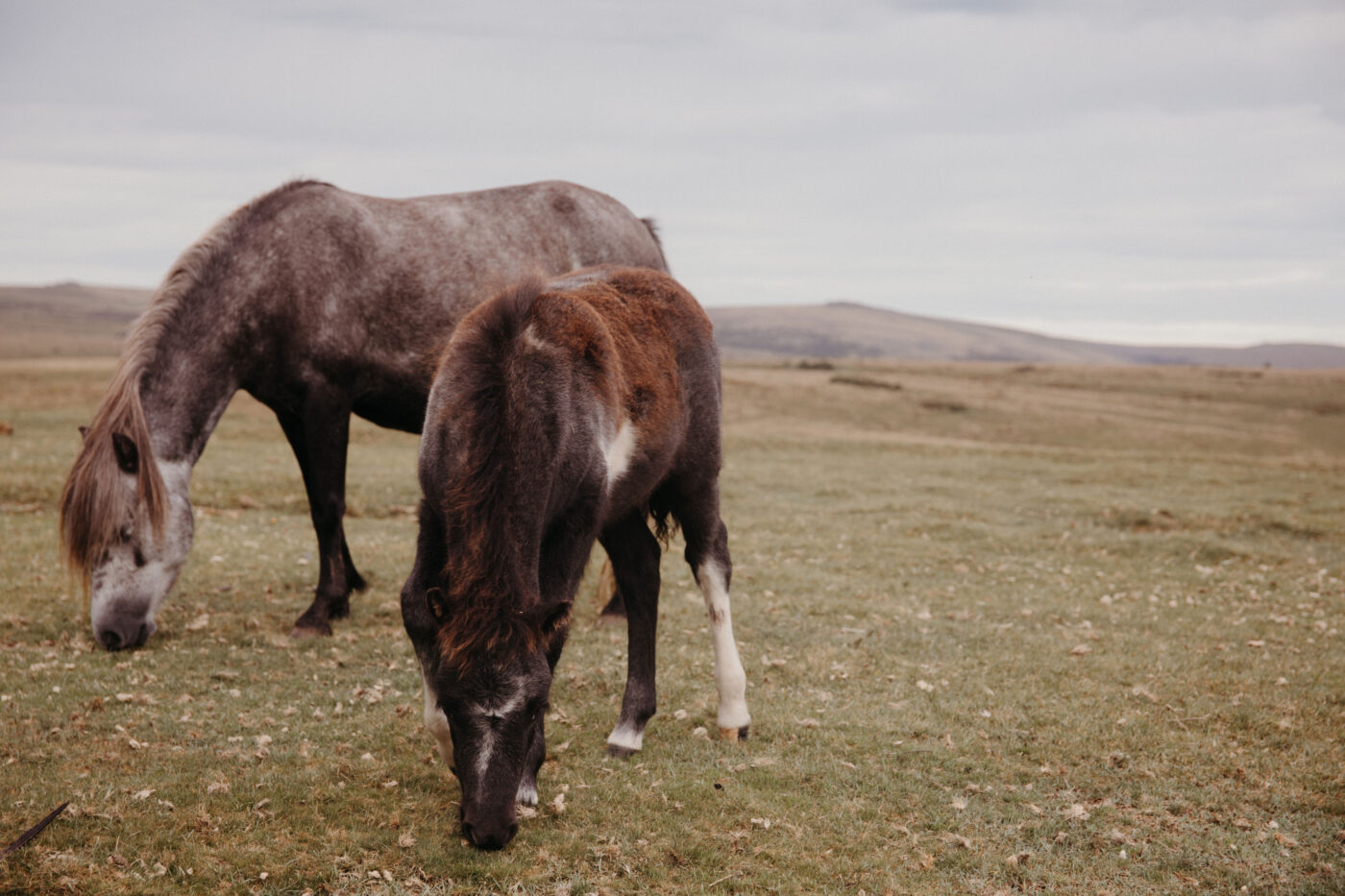 Horses grazing