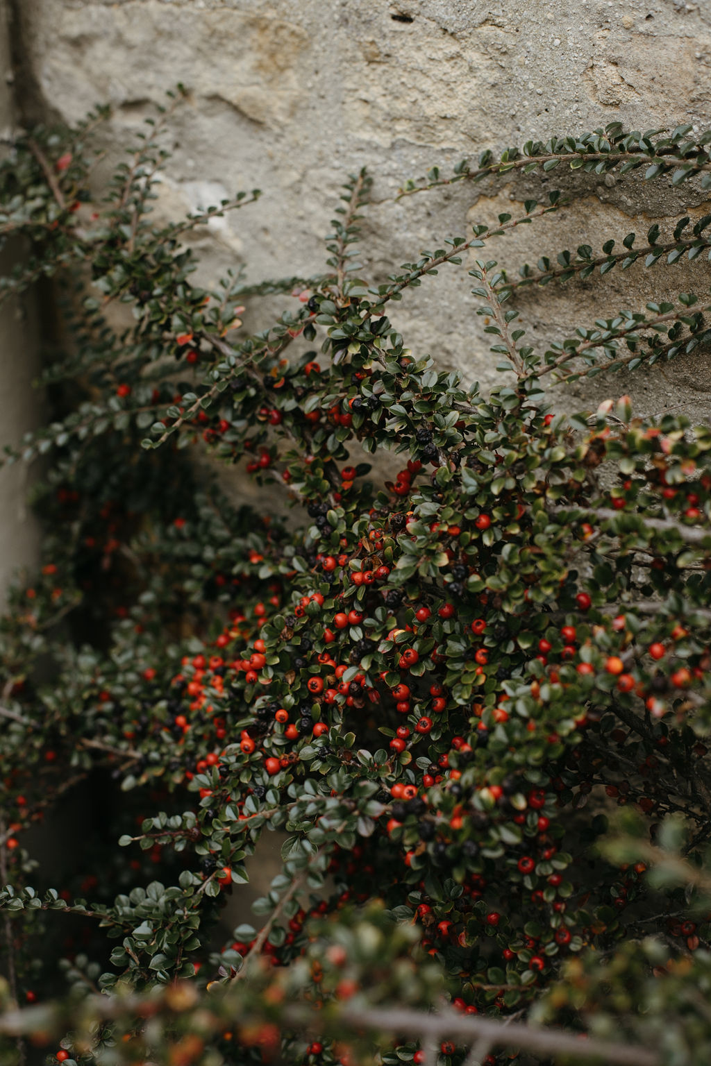 winter berries outside growing up wall