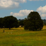 Dillington estate