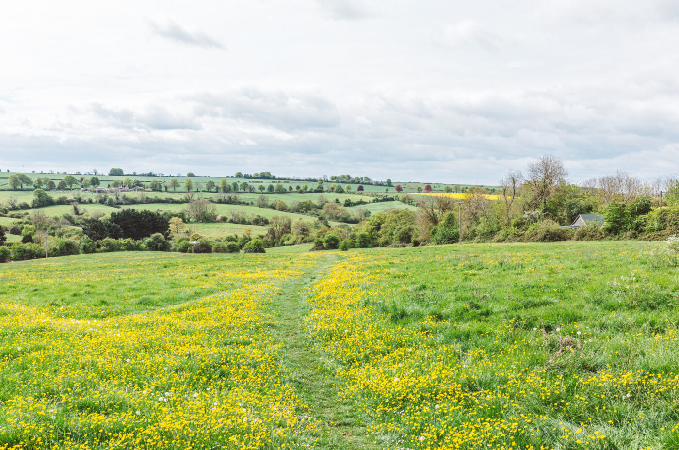 Summer fields