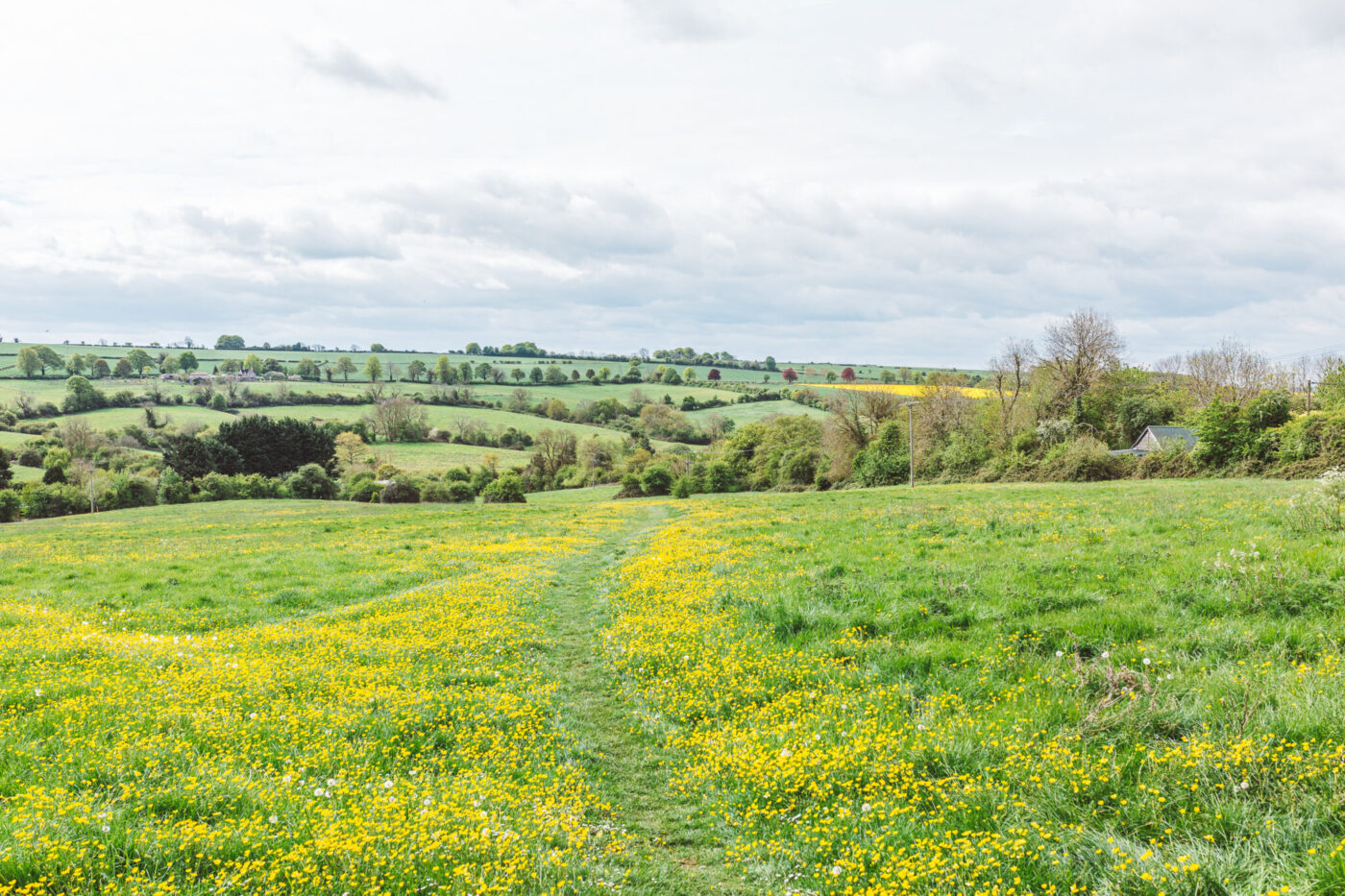 Summer fields