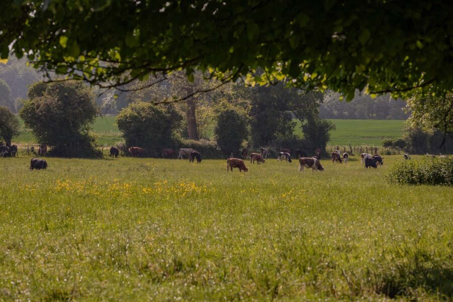 cows grazing in a sunny field