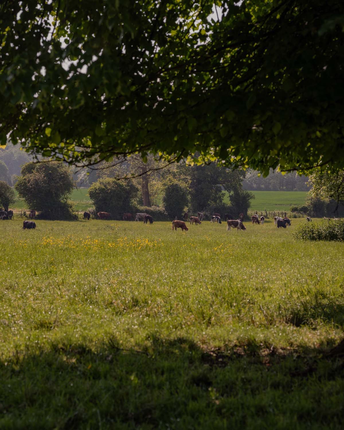 cows grazing in a sunny field