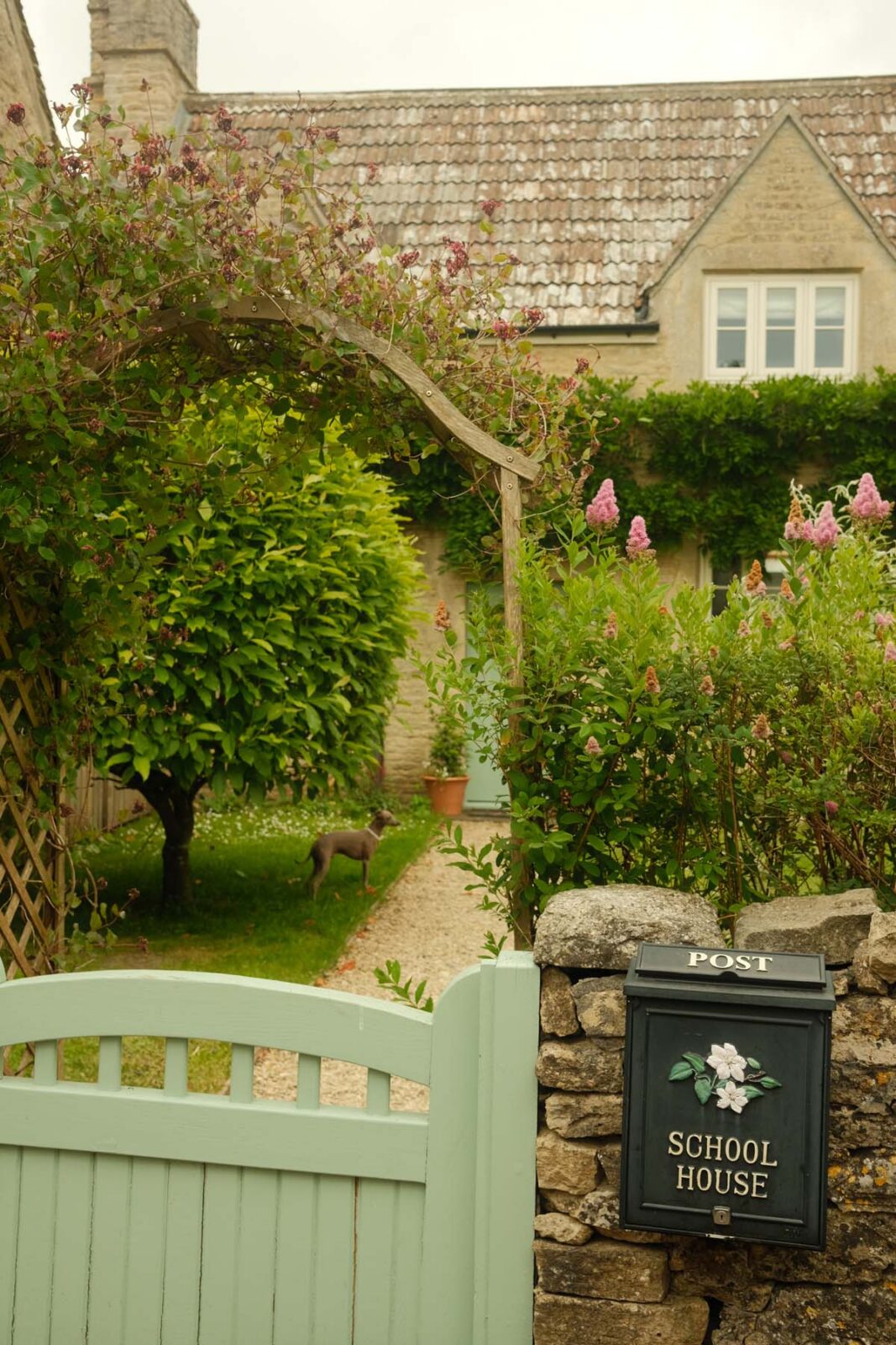dog standing on pretty garden path in front garden surrounded by trees and flowers
