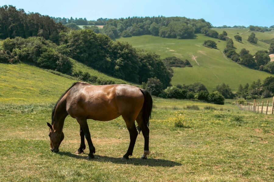 horse in countryside on a sunny day