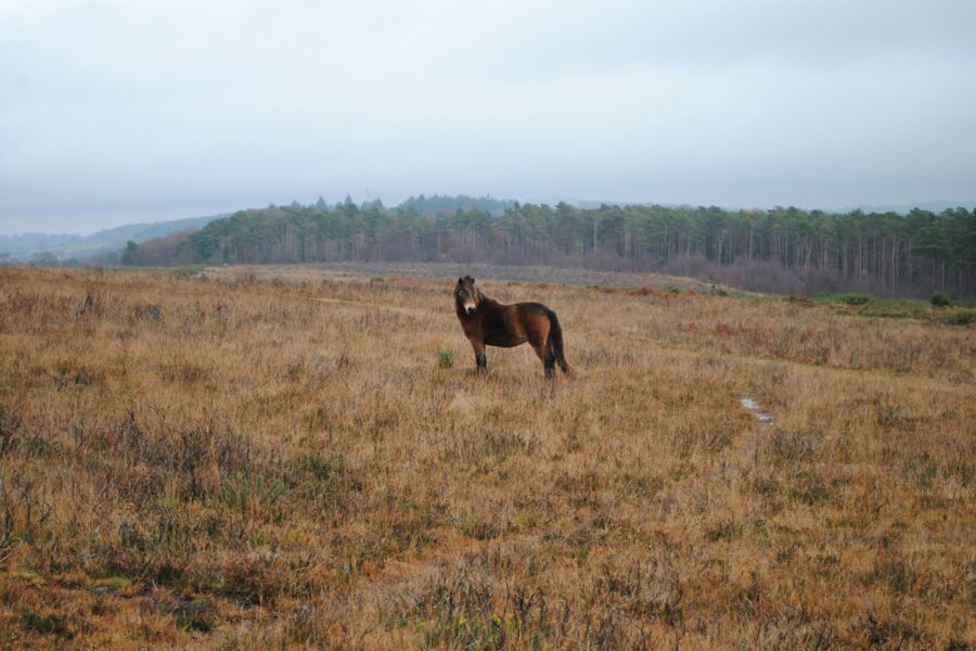 horse in countryside on a misty day