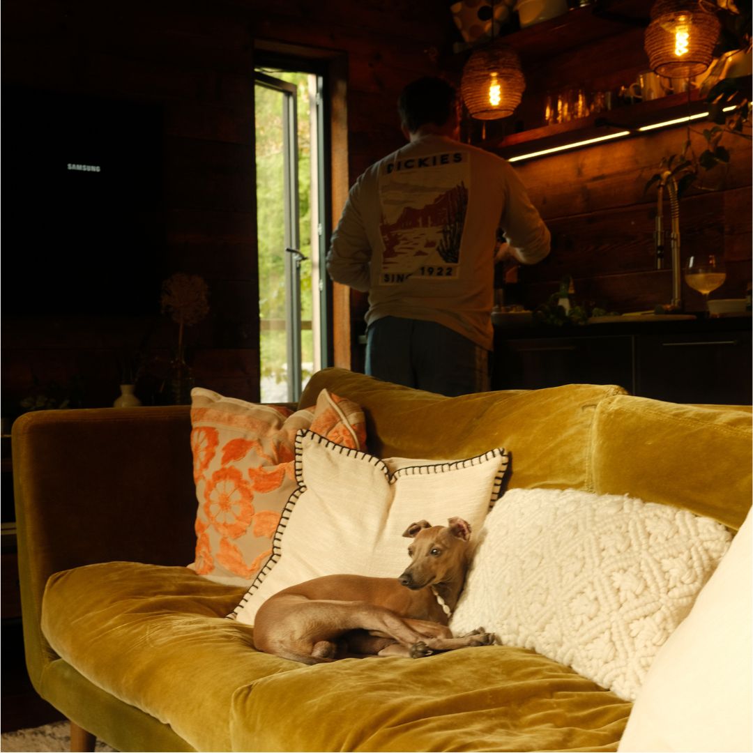 A small dog sits on a mustard sofa in cosy lighting with a man preparing food in the background.