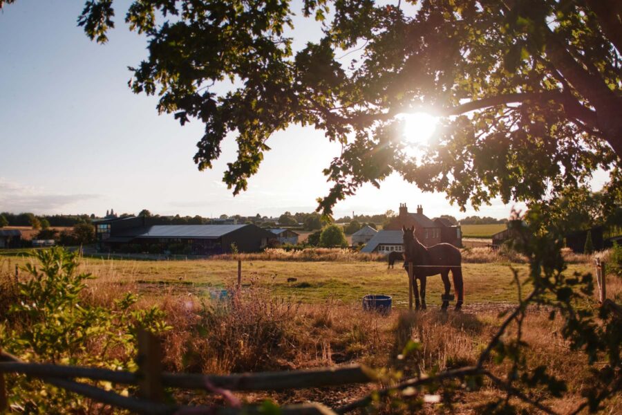 Horses in a field with the sun going down.