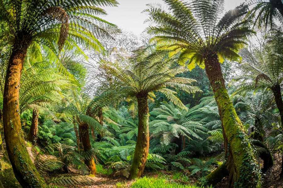 Vibrant green fern trees in the sunshine.