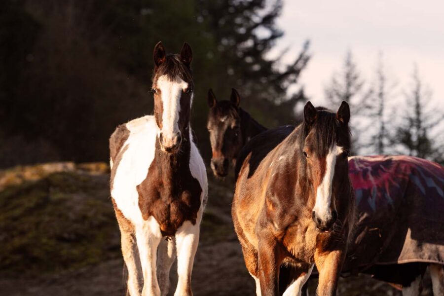 horses