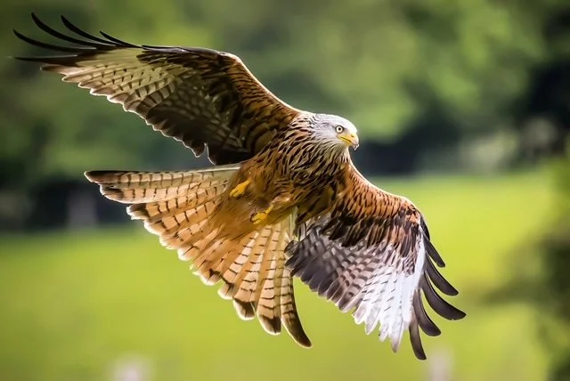 Red Kite bird flying