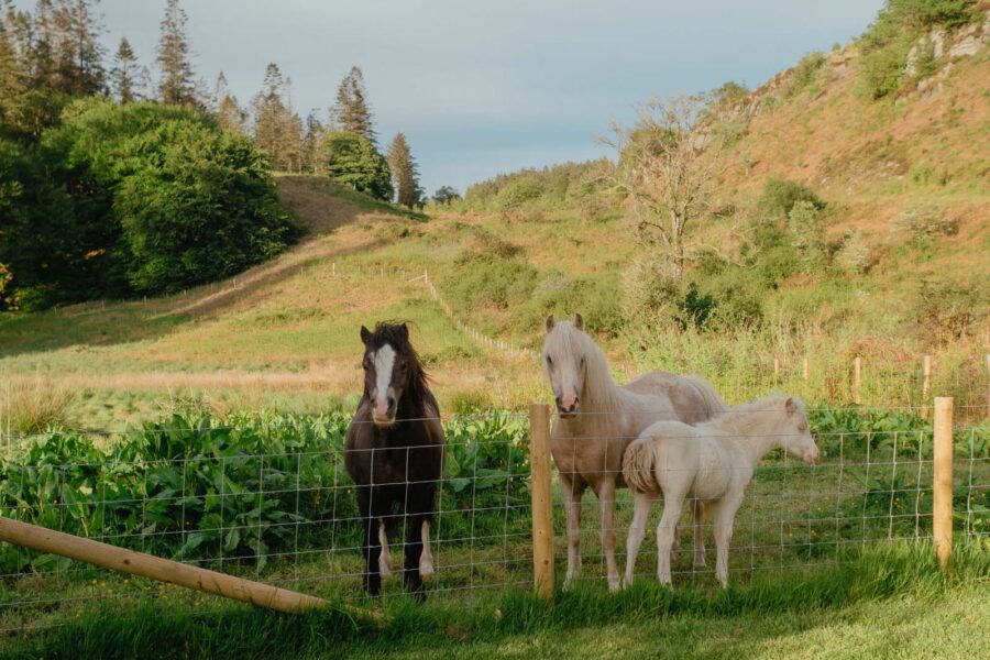 wild horses behind a fence in countryside