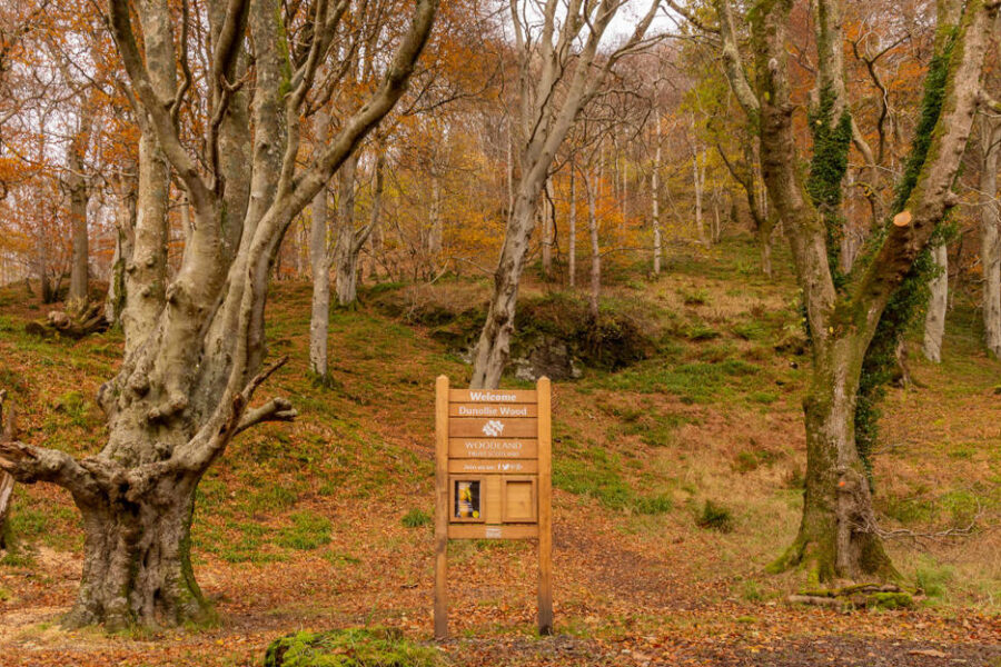 Woodland in Autumn light