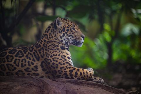 leopard