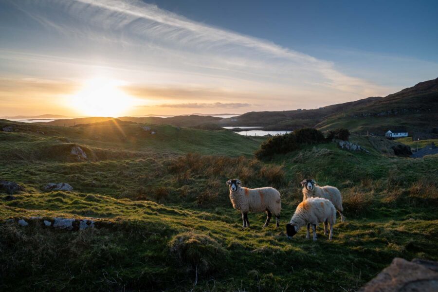 sheep grazing at dusk