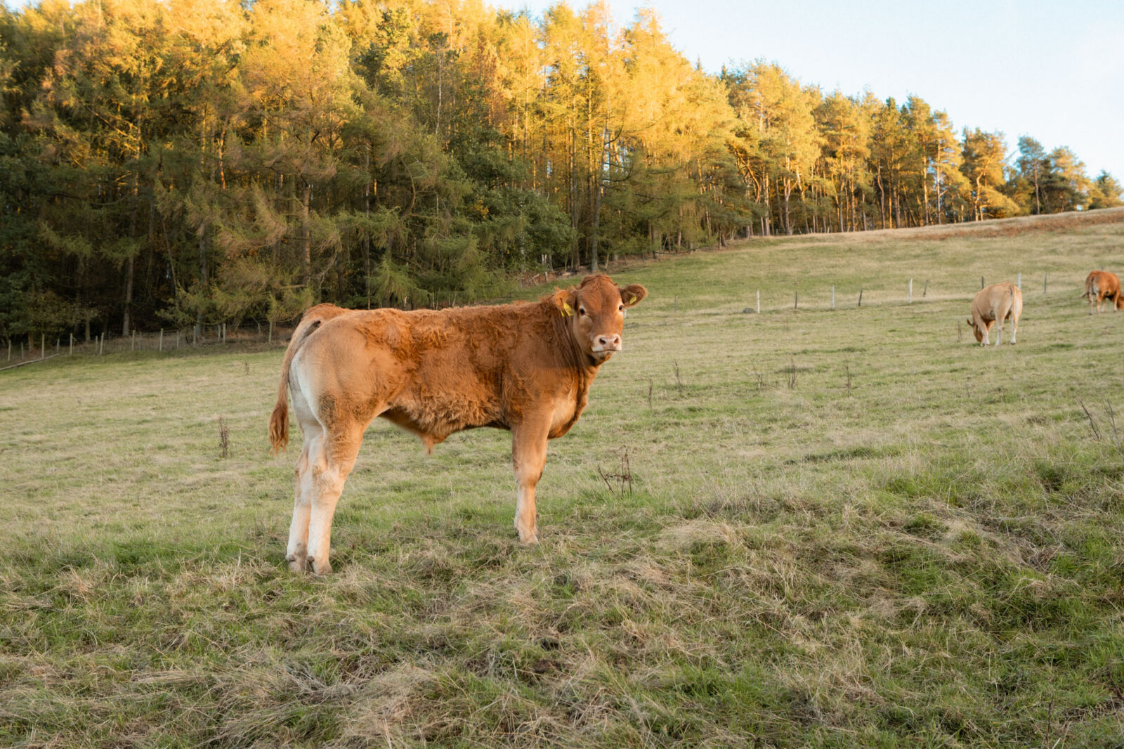 A young ginger calf looks towards the camera in a grassy field, with sunlit larch and pine woodland behind and more cattle grazing in the distance.