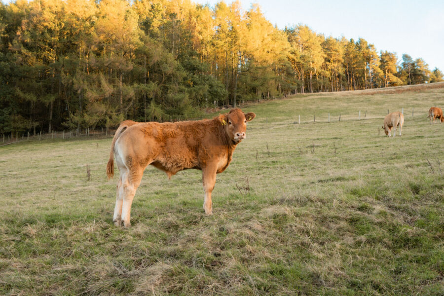 A young ginger calf looks towards the camera in a grassy field, with sunlit larch and pine woodland behind and more cattle grazing in the distance.
